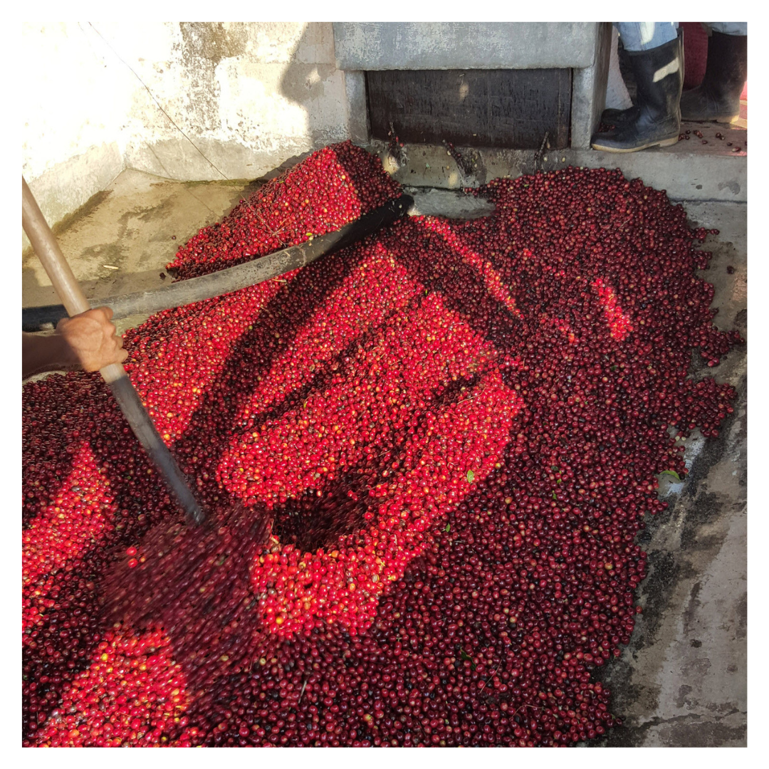 223 聖安東尼奧莊園 San Antonio Farm・波旁(Bourbon)・蜜處理・薇薇特南果