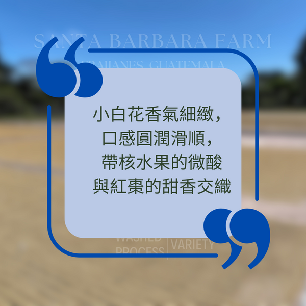 255.25 聖巴巴拉莊園Santa Barbara・藝伎・水洗處理法・法漢尼斯