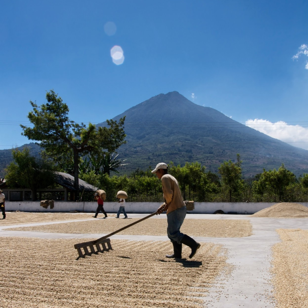 701B 瑪格麗特花神咖啡 Margarita Coffee.圓豆.水洗處理法.安提瓜