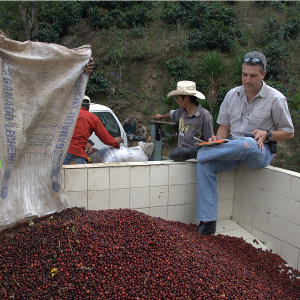 463.25 San Lorenzo Farm 綠山莊園 .卡杜拉、卡杜艾.水洗處理法.科班雨林