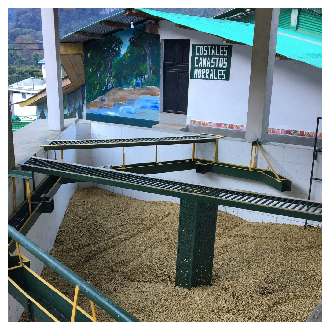 204.25 艾茵赫特莊園 El Injerto・波旁、卡杜拉、卡杜艾・水洗處理法・薇薇特南果