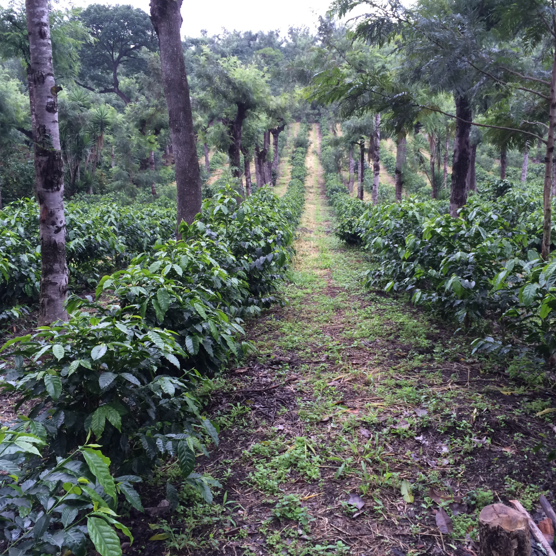 471.25卡佩提洛莊園 Capetillo Farm.帕卡瑪拉.日曬處理法.安提瓜(APCA)