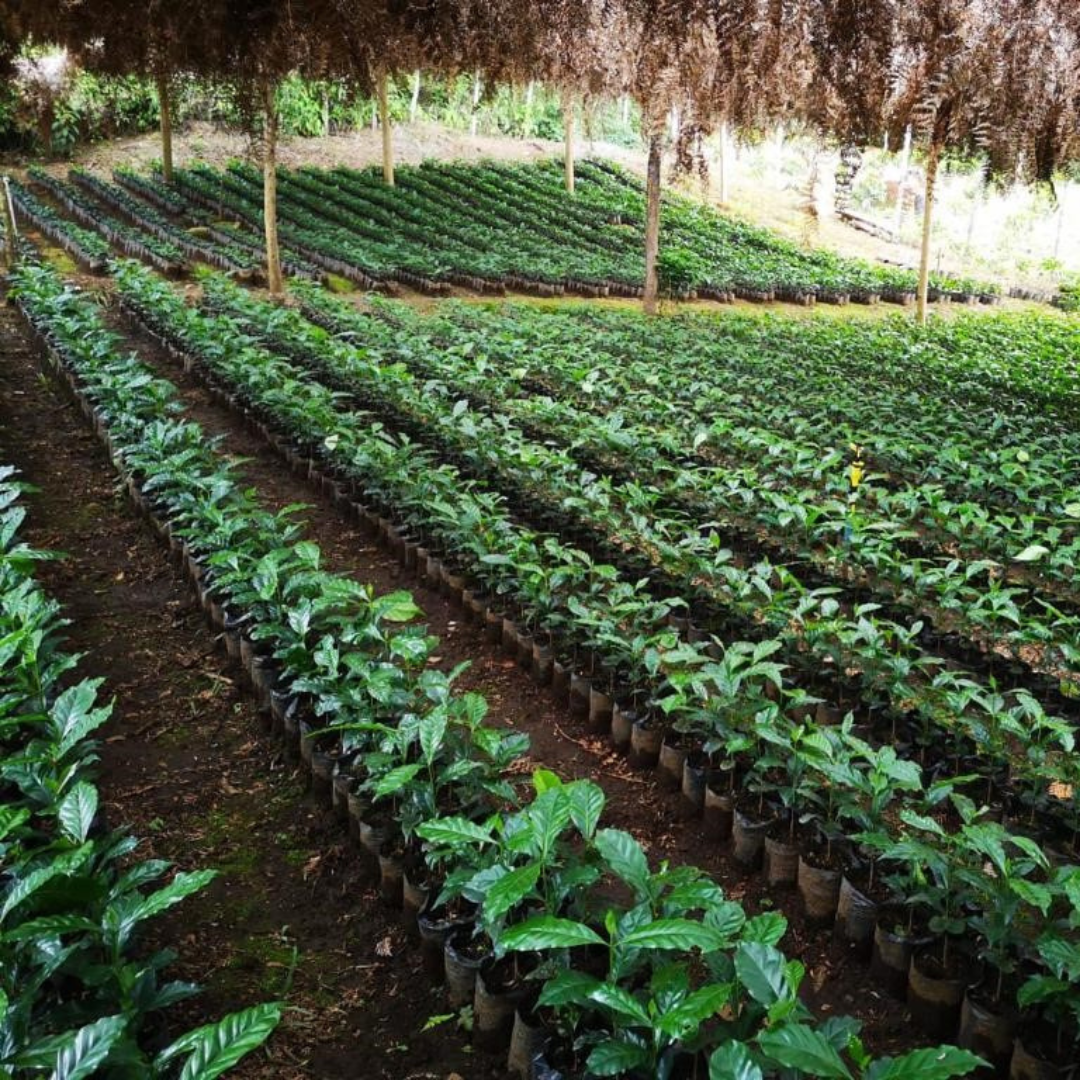265.25 卡里布斯山莊園・藝伎・水洗處理法・拉斯米納斯寶礦山脈