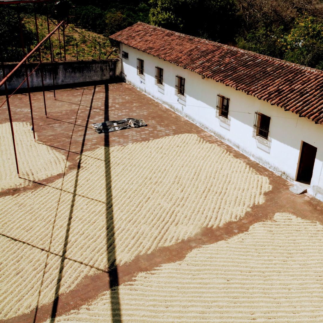 701B 瑪格麗特花神咖啡 Margarita Coffee.圓豆.水洗處理法.安提瓜