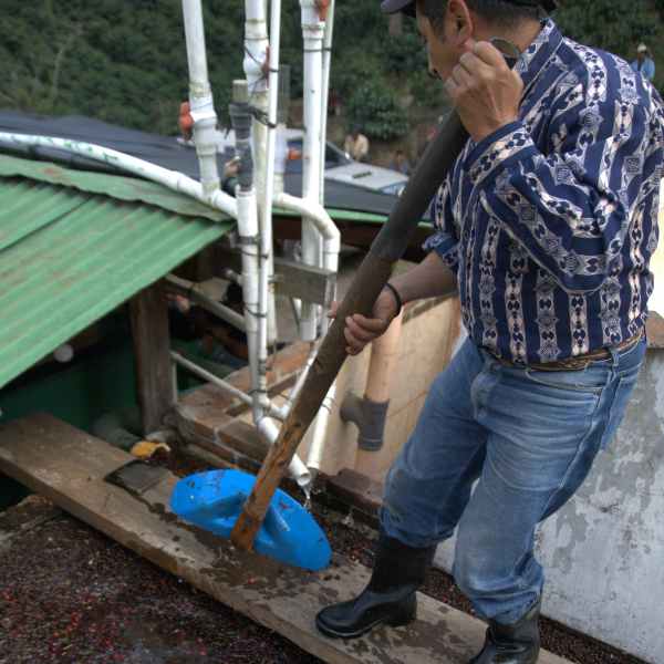 463.25 San Lorenzo Farm 綠山莊園 .卡杜拉、卡杜艾.水洗處理法.科班雨林