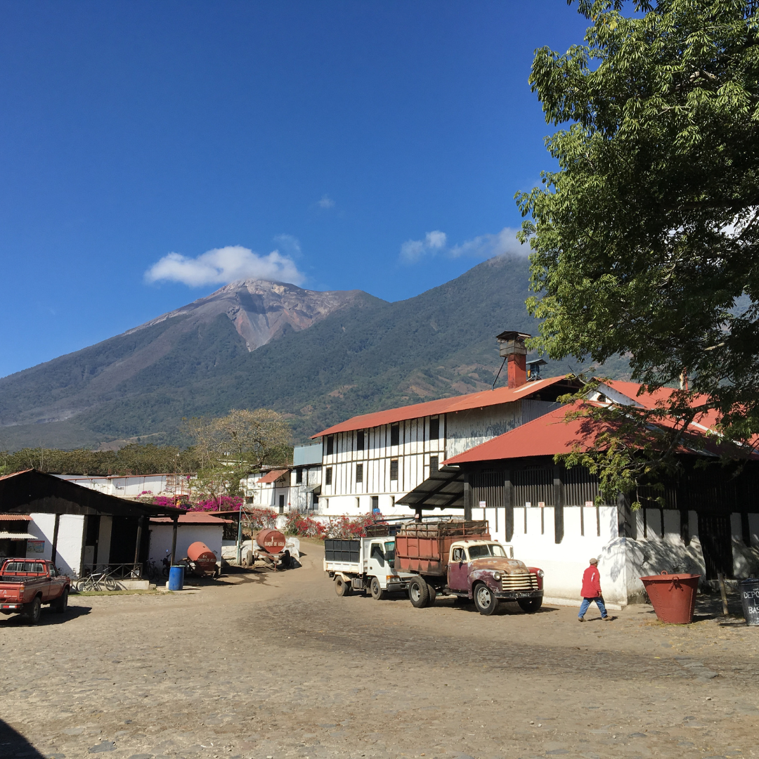 471.25卡佩提洛莊園 Capetillo Farm.帕卡瑪拉.日曬處理法.安提瓜(APCA)