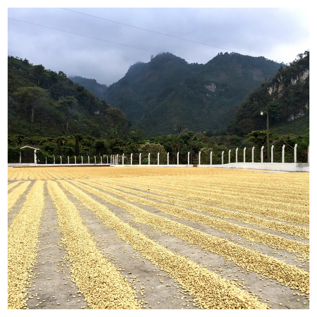 286.25 艾茵赫特莊園 El Injerto・SL28・水洗處理法・瓜地馬拉 薇薇特南果