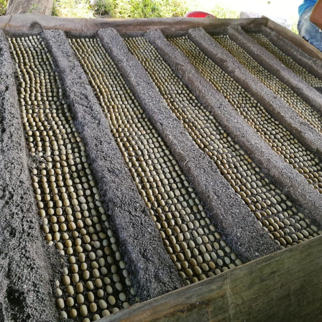 265.25 卡里布斯山莊園・藝伎・水洗處理法・拉斯米納斯寶礦山脈