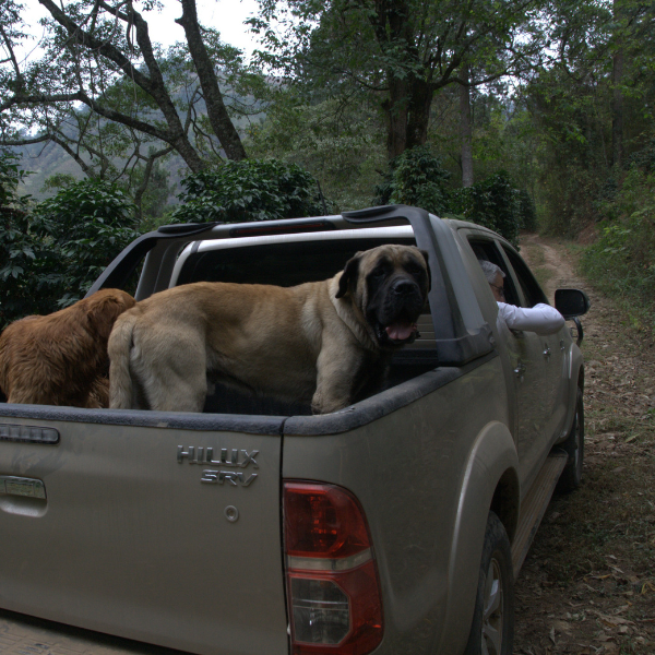 463.25 San Lorenzo Farm 綠山莊園 .卡杜拉、卡杜艾.水洗處理法.科班雨林