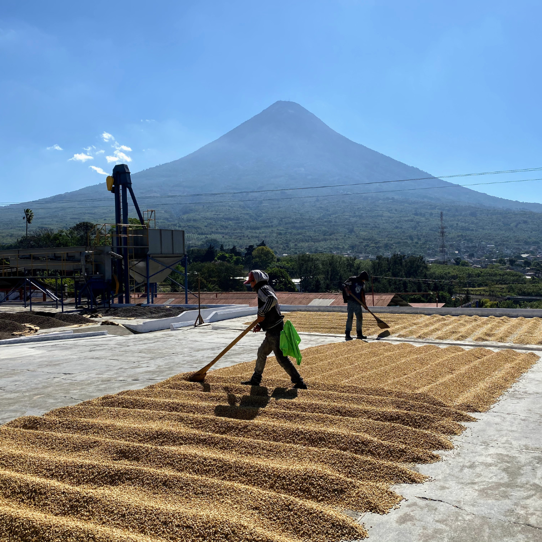 471.25卡佩提洛莊園 Capetillo Farm.帕卡瑪拉.日曬處理法.安提瓜(APCA)