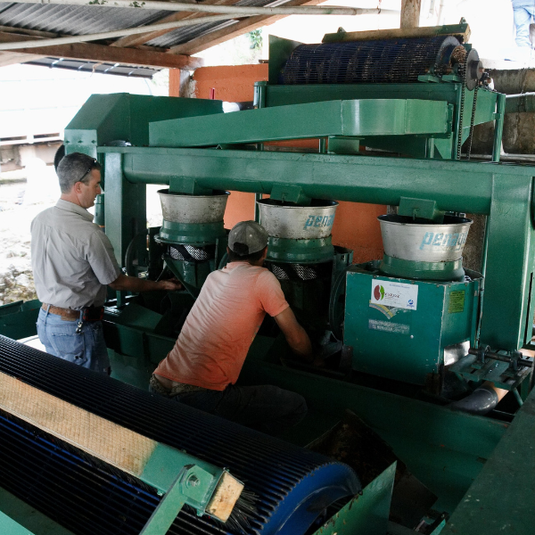 463.25 San Lorenzo Farm 綠山莊園 .卡杜拉、卡杜艾.水洗處理法.科班雨林