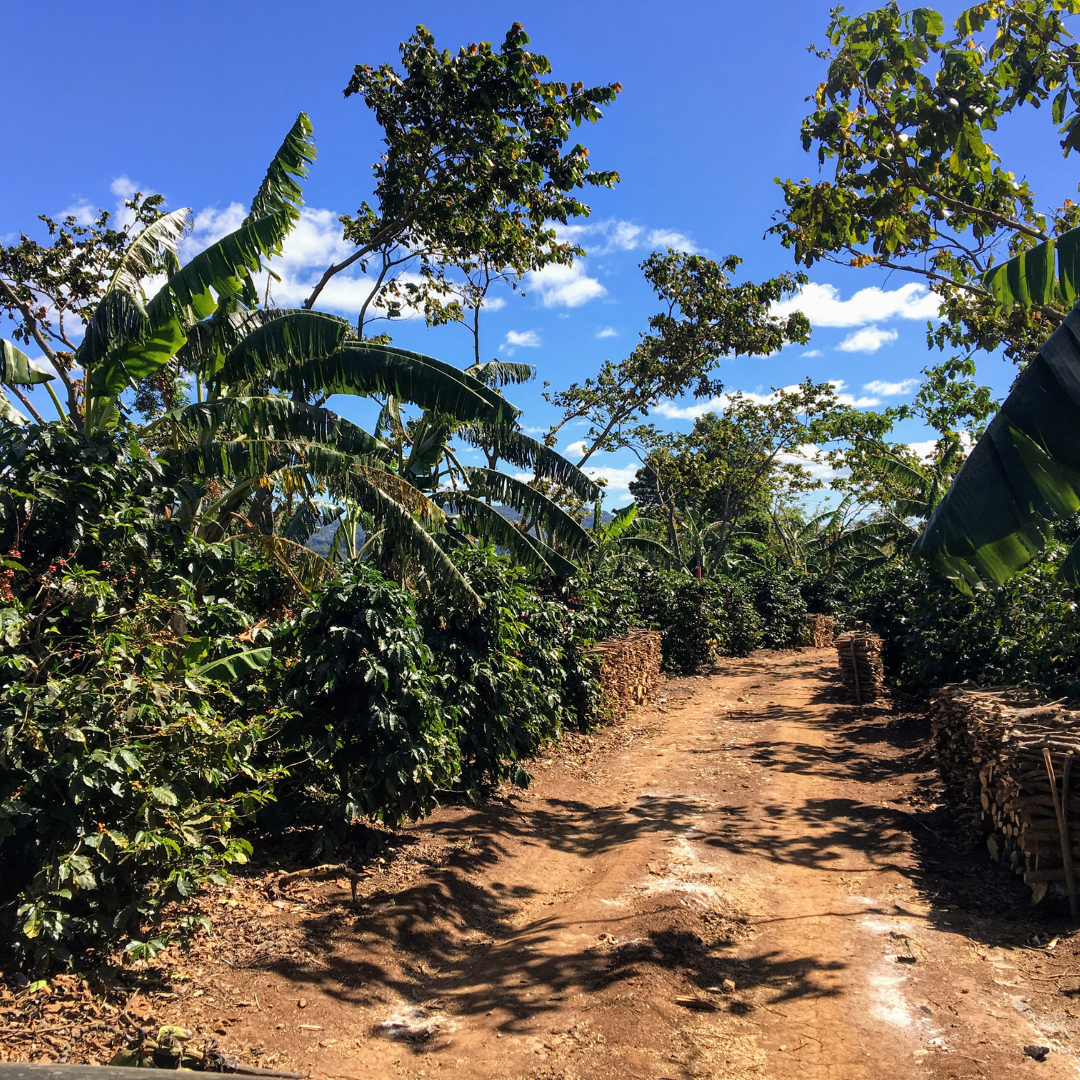 316.25 聖巴巴拉莊園Santa Barbara・帕卡瑪拉・水洗處理法・法漢尼斯