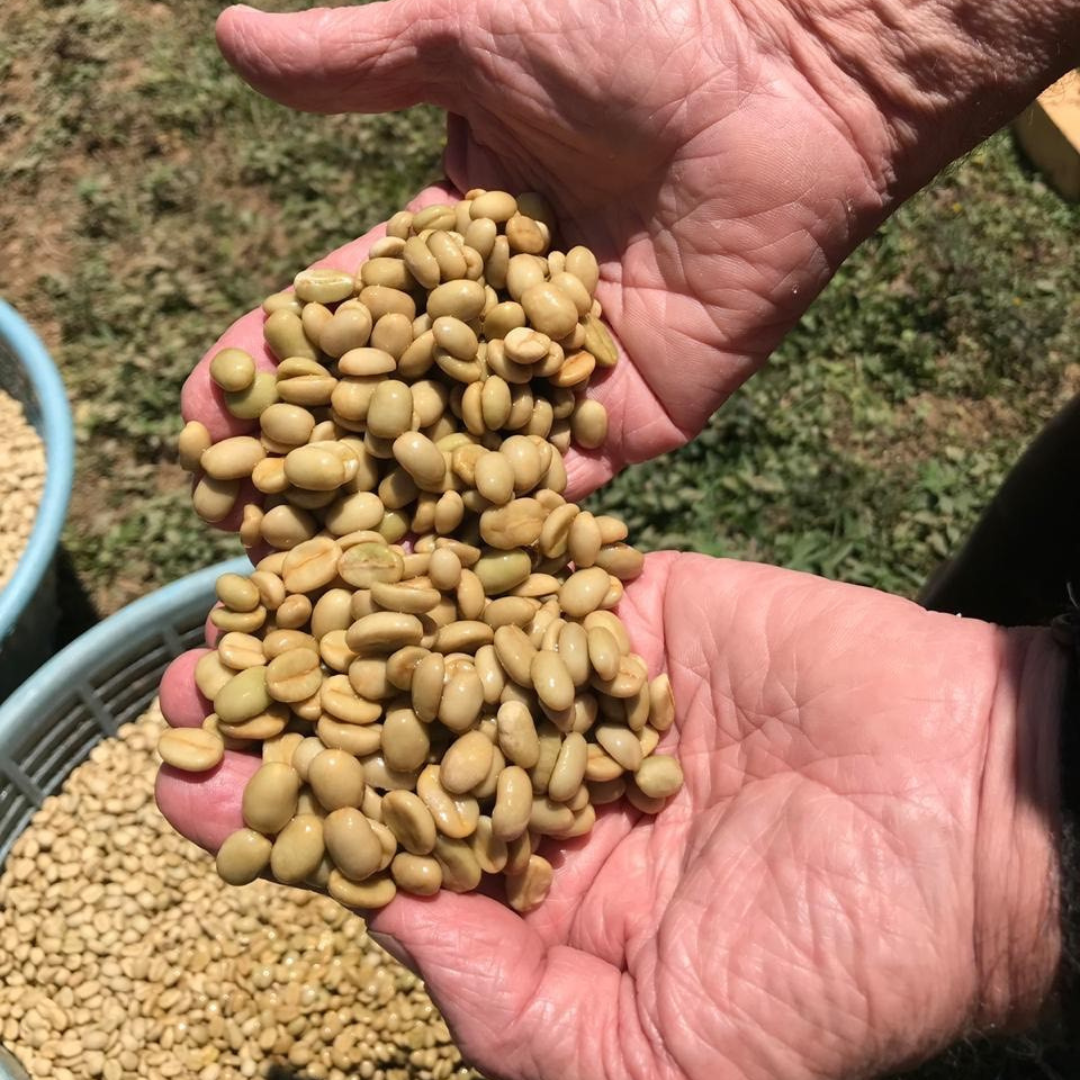 265.25 卡里布斯山莊園・藝伎・水洗處理法・拉斯米納斯寶礦山脈