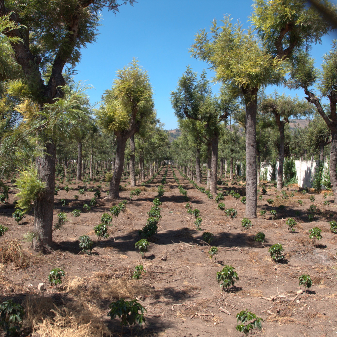 701B 瑪格麗特花神咖啡 Margarita Coffee.圓豆.水洗處理法.安提瓜