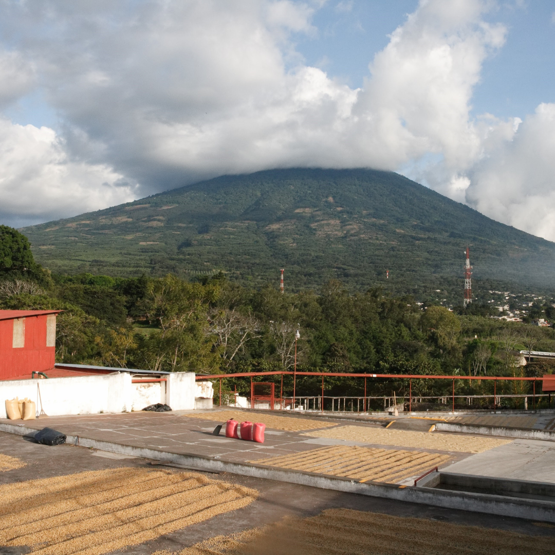 471.25卡佩提洛莊園 Capetillo Farm.帕卡瑪拉.日曬處理法.安提瓜(APCA)