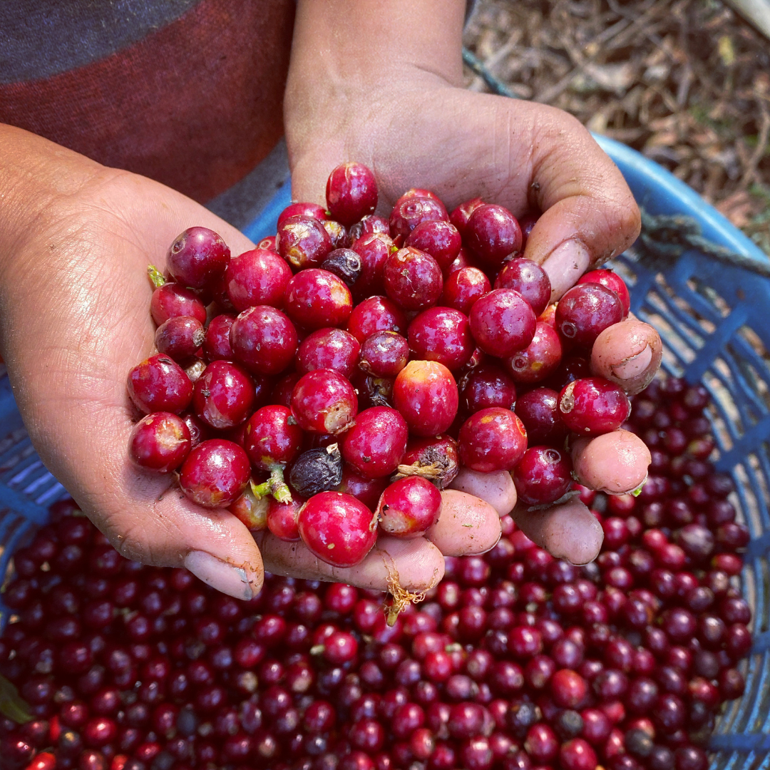 316.25 聖巴巴拉莊園Santa Barbara・帕卡瑪拉・水洗處理法・法漢尼斯