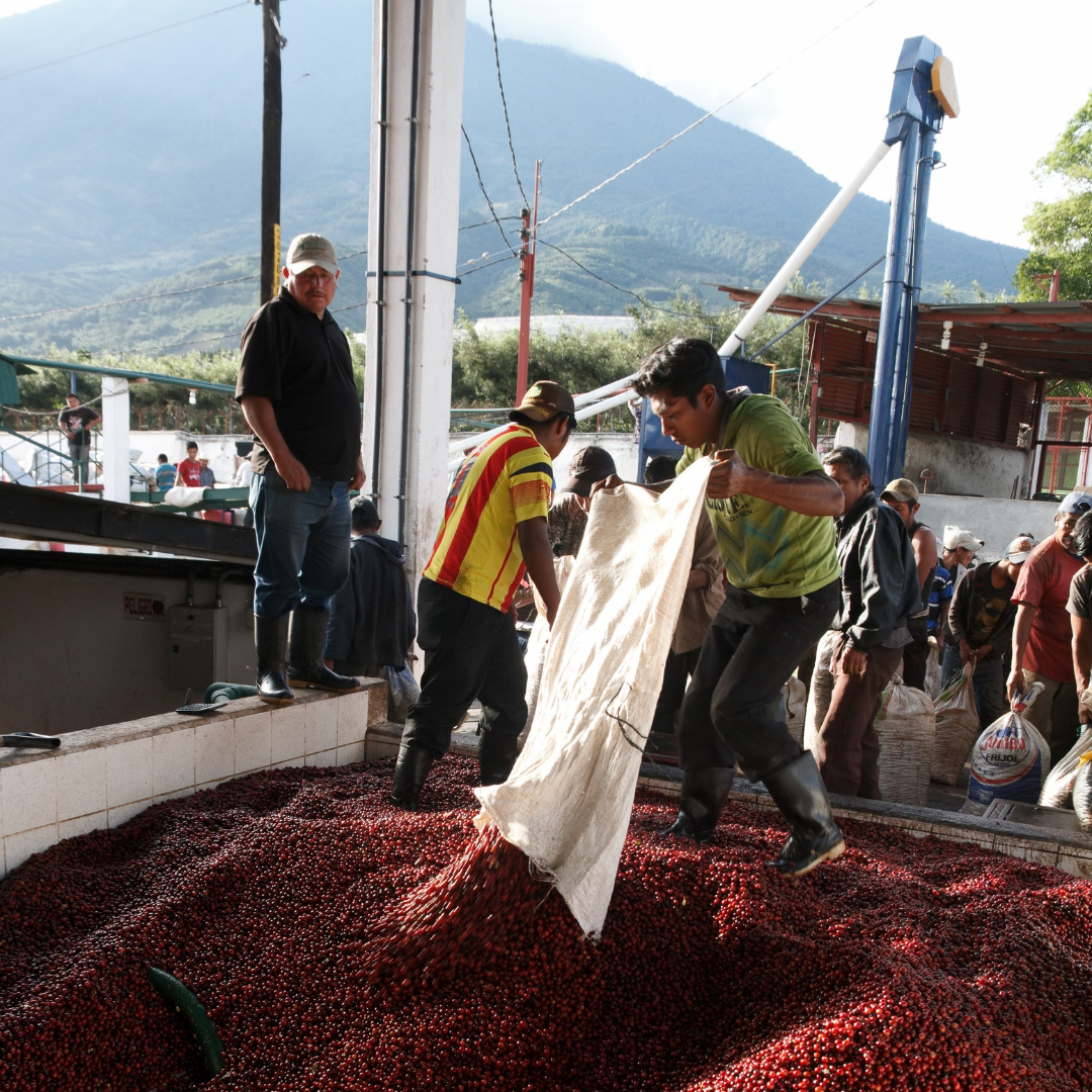 471.25卡佩提洛莊園 Capetillo Farm.帕卡瑪拉.日曬處理法.安提瓜(APCA)