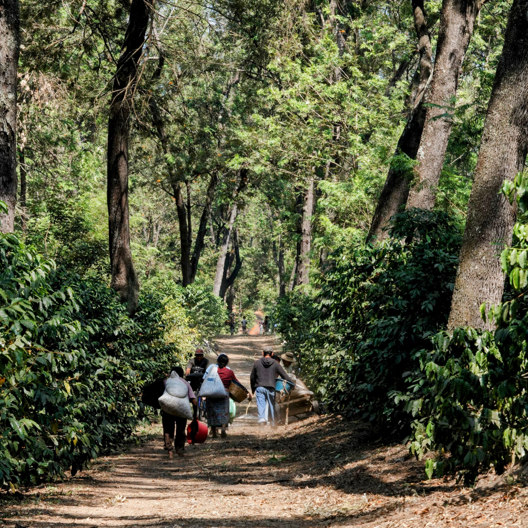 701B 瑪格麗特花神咖啡 Margarita Coffee.圓豆.水洗處理法.安提瓜