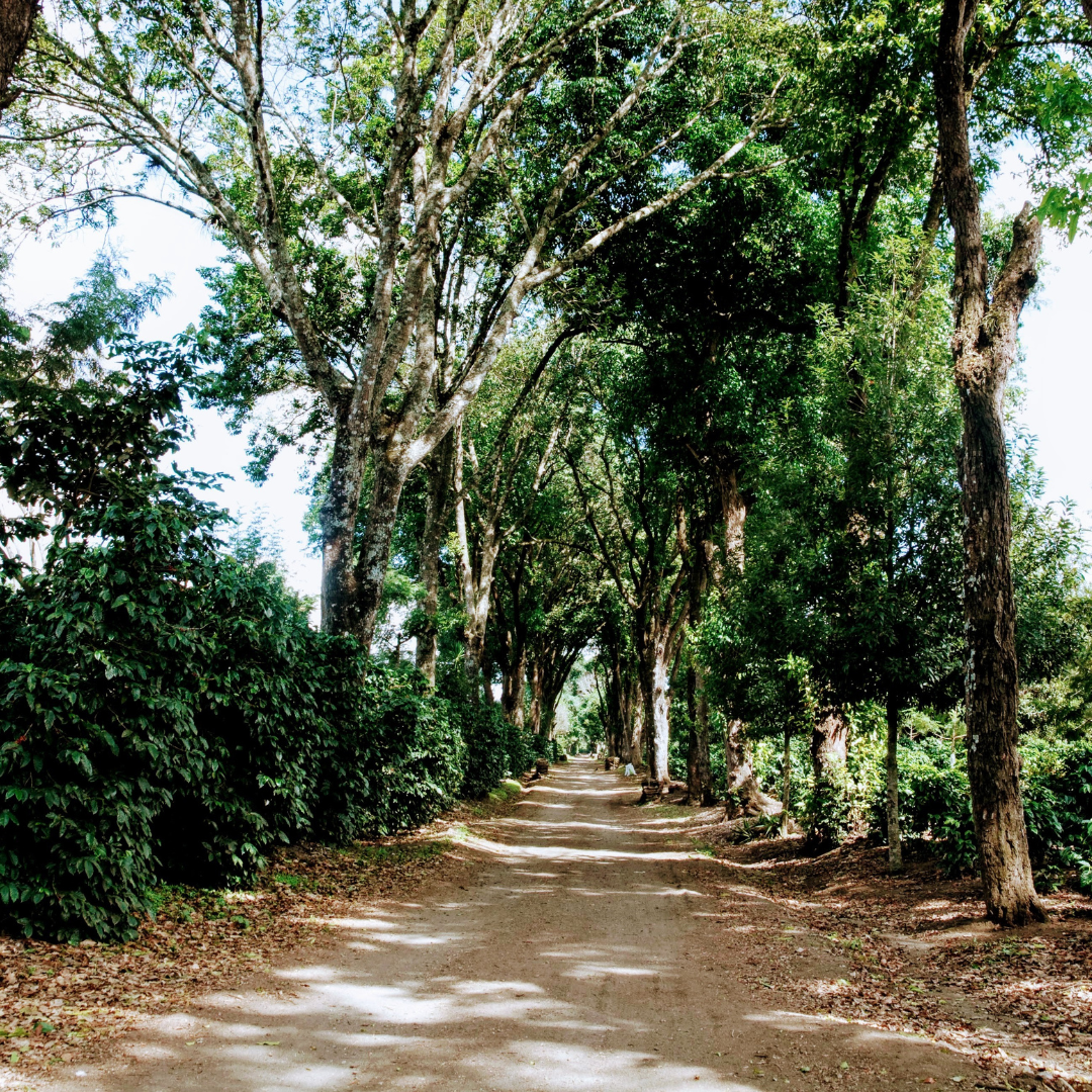 471.25卡佩提洛莊園 Capetillo Farm.帕卡瑪拉.日曬處理法.安提瓜(APCA)