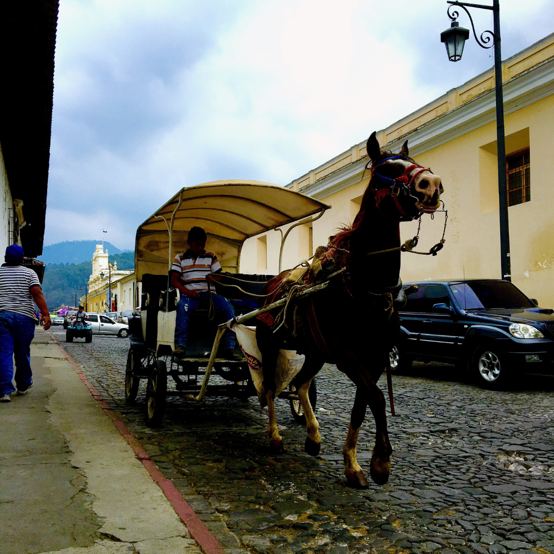 701B 瑪格麗特花神咖啡 Margarita Coffee.圓豆.水洗處理法.安提瓜