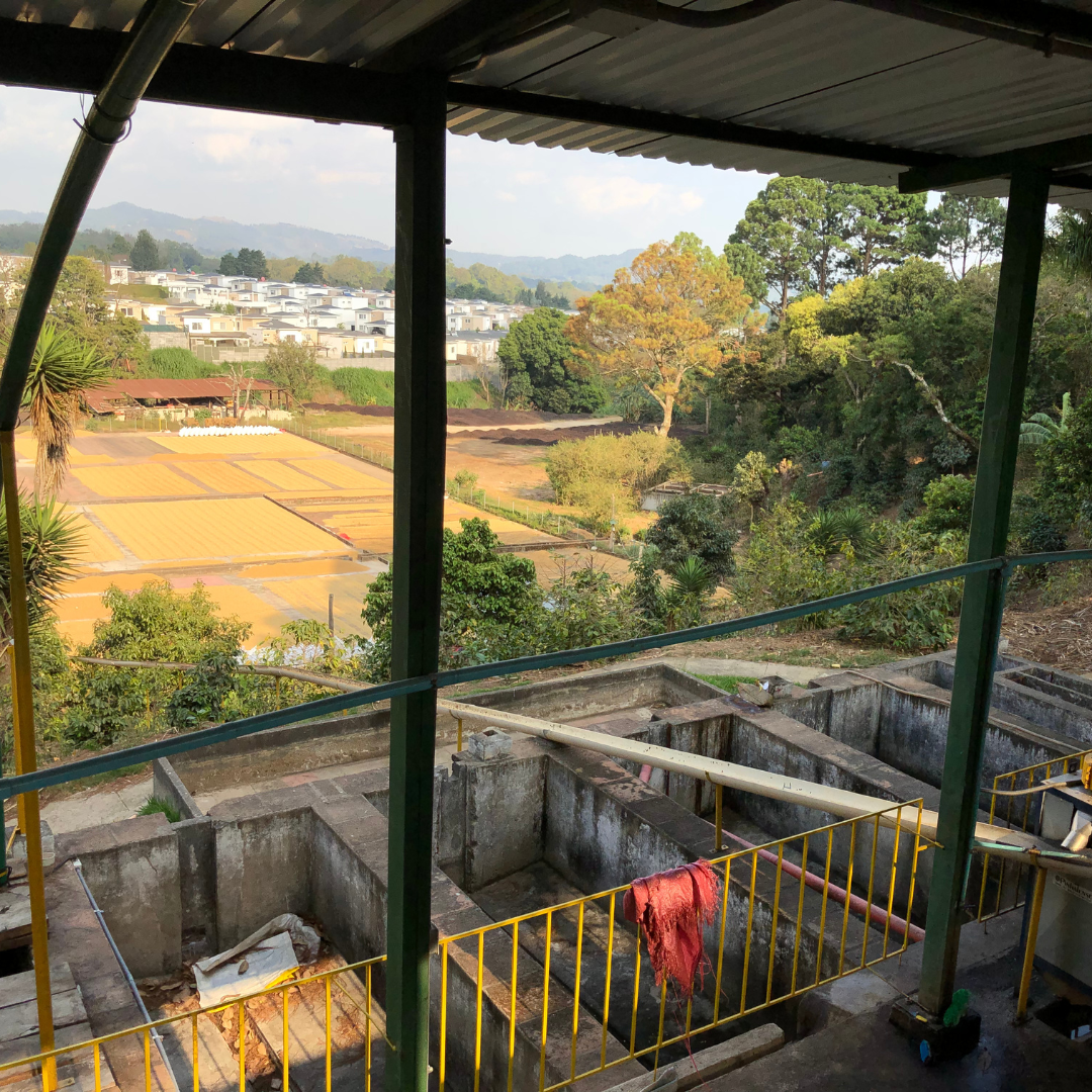 316.25 聖巴巴拉莊園Santa Barbara・帕卡瑪拉・水洗處理法・法漢尼斯