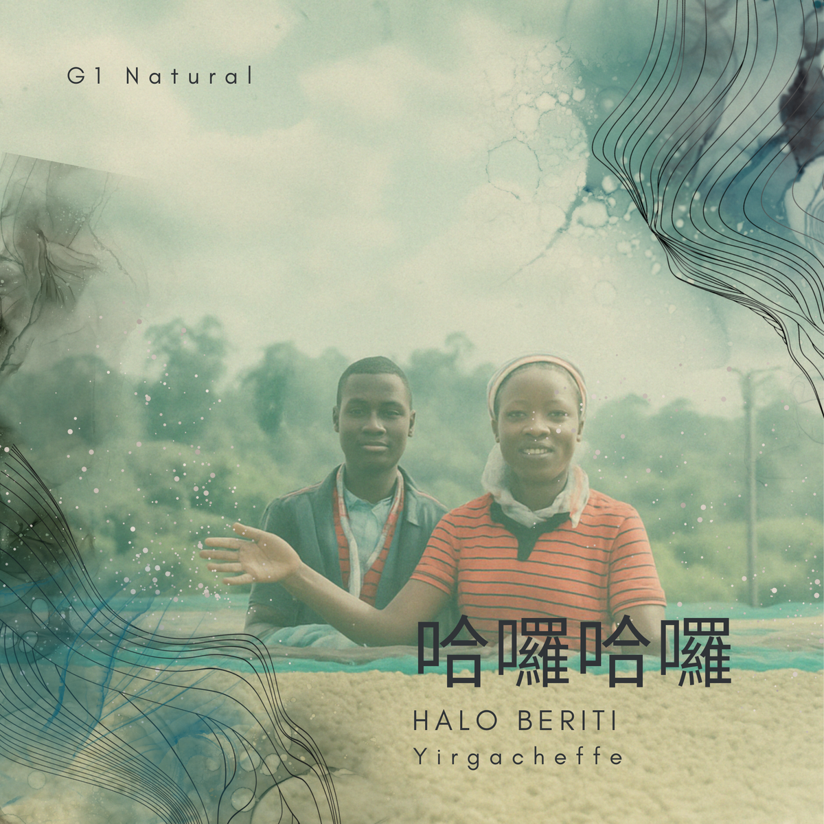 319 “哈囉哈囉”開賣!衣索比亞・耶加雪菲・哈洛貝利提處理廠 ・原生種 ・日曬・ G1