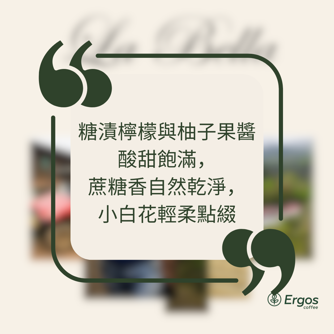 426.25 碧雅莊園 Finca La Bella・帕卡瑪拉・水洗處理法・拉斯米納斯寶礦山脈