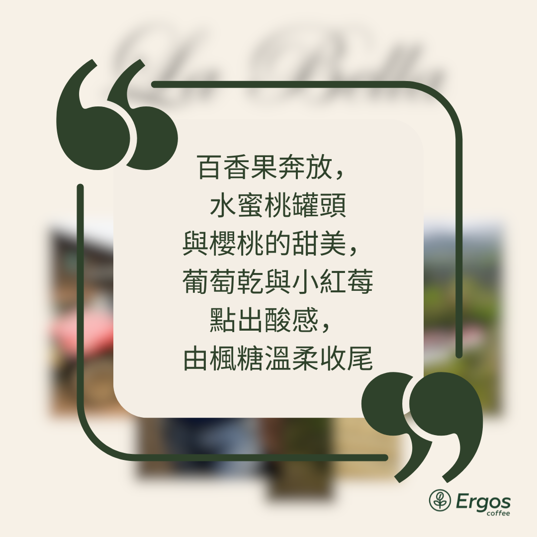 294.25 碧雅莊園 Finca La Bella・帕卡瑪拉・日曬處理法・拉斯米納斯寶礦山脈