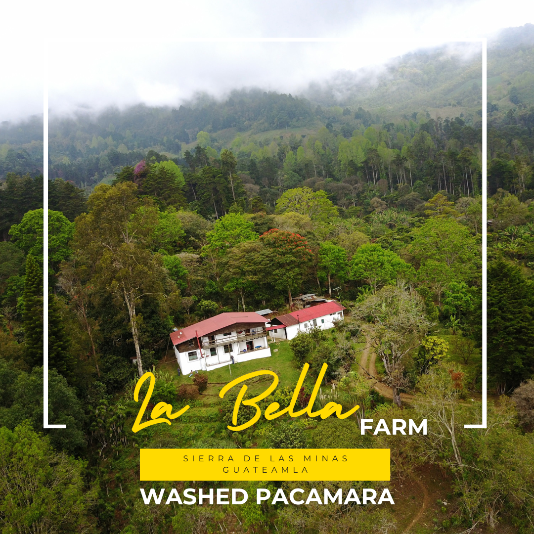 426.25 碧雅莊園 Finca La Bella・帕卡瑪拉・水洗處理法・拉斯米納斯寶礦山脈