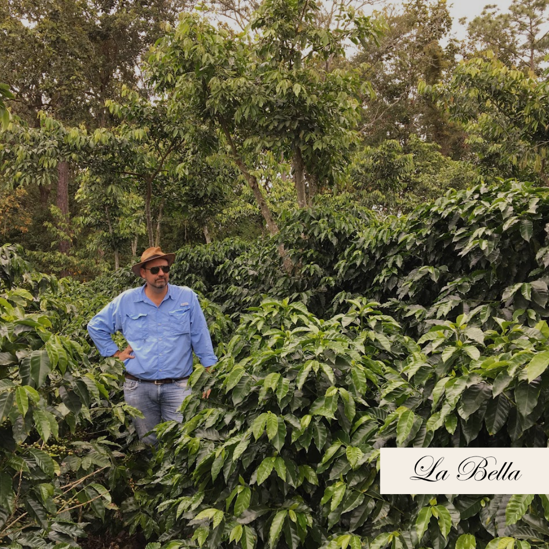 175.25 碧雅莊園 Finca La Bella.藝伎.水洗處理法.拉斯米納斯寶礦山脈