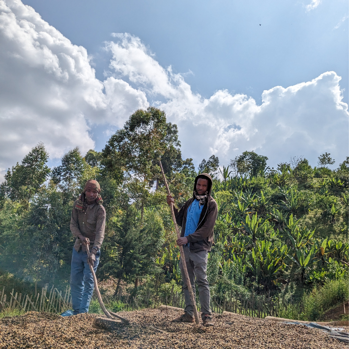 319 “哈囉哈囉”開賣!衣索比亞・耶加雪菲・哈洛貝利提處理廠 ・原生種 ・日曬・ G1