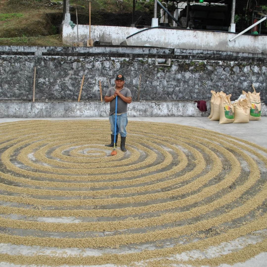 223 聖安東尼奧莊園 San Antonio Farm・波旁(Bourbon)・蜜處理・薇薇特南果