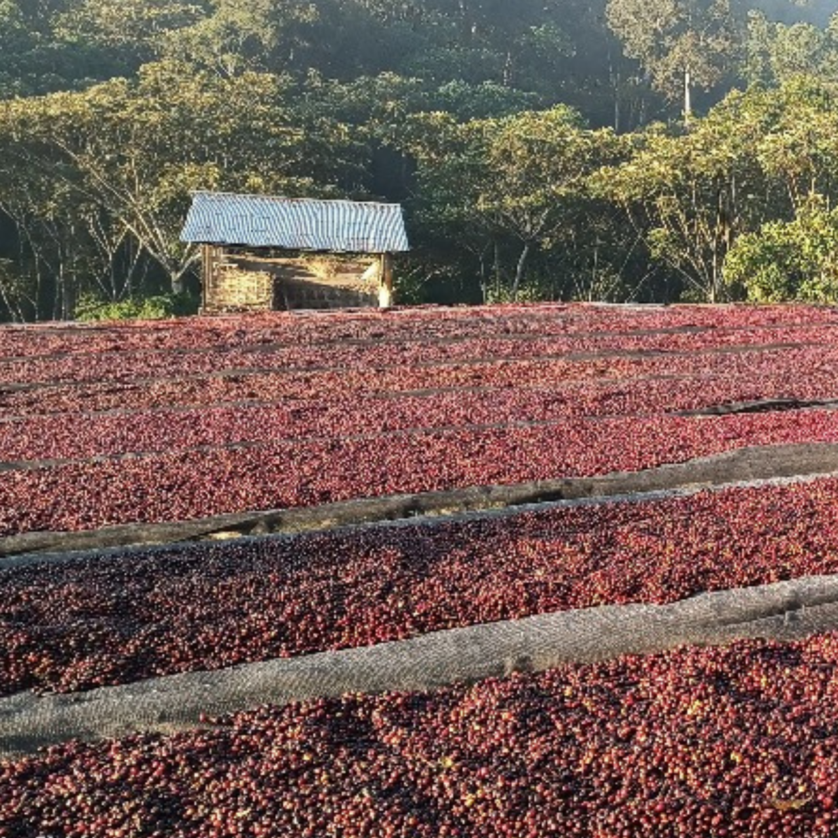 319 “哈囉哈囉”開賣!衣索比亞・耶加雪菲・哈洛貝利提處理廠 ・原生種 ・日曬・ G1