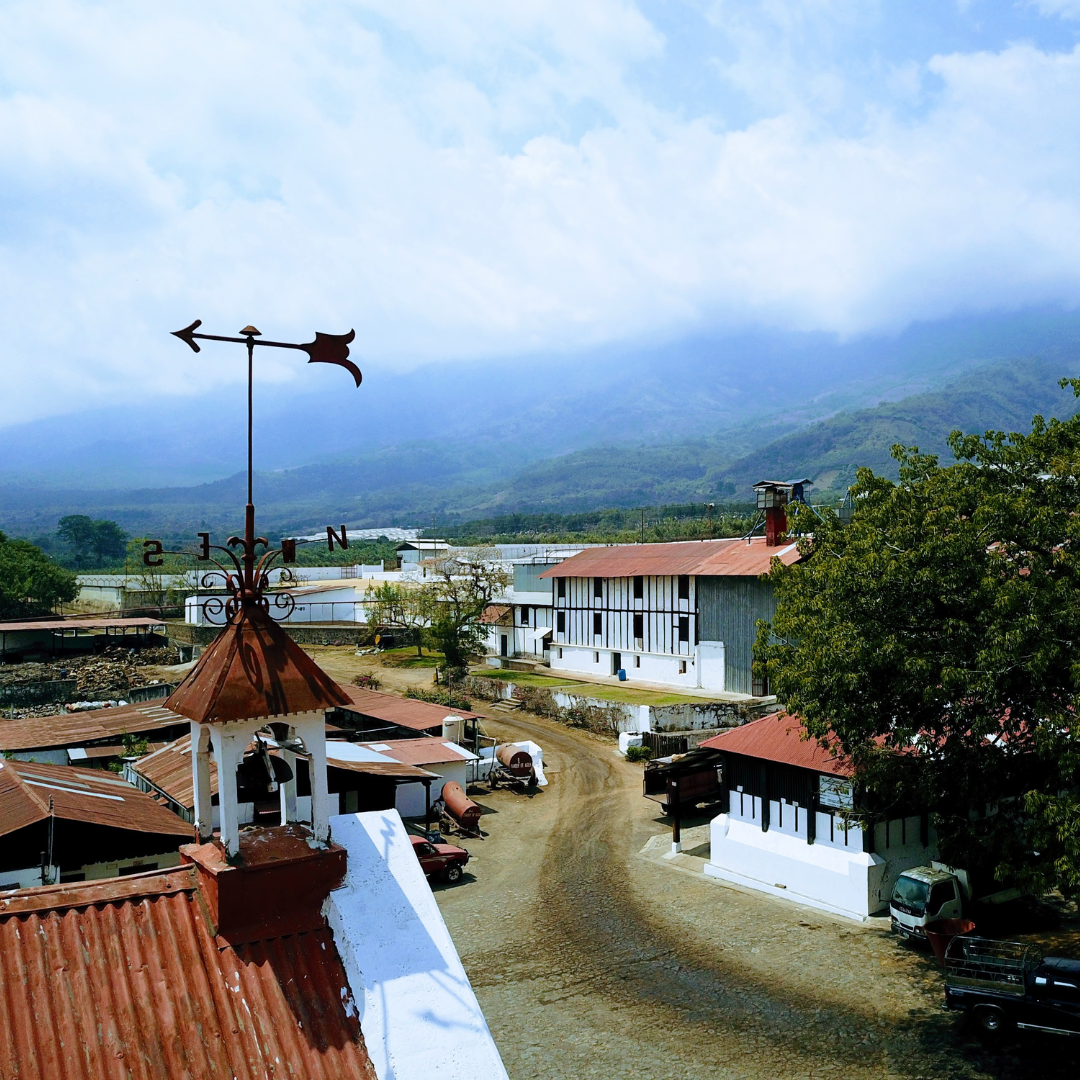 471.25卡佩提洛莊園 Capetillo Farm.帕卡瑪拉.日曬處理法.安提瓜(APCA)