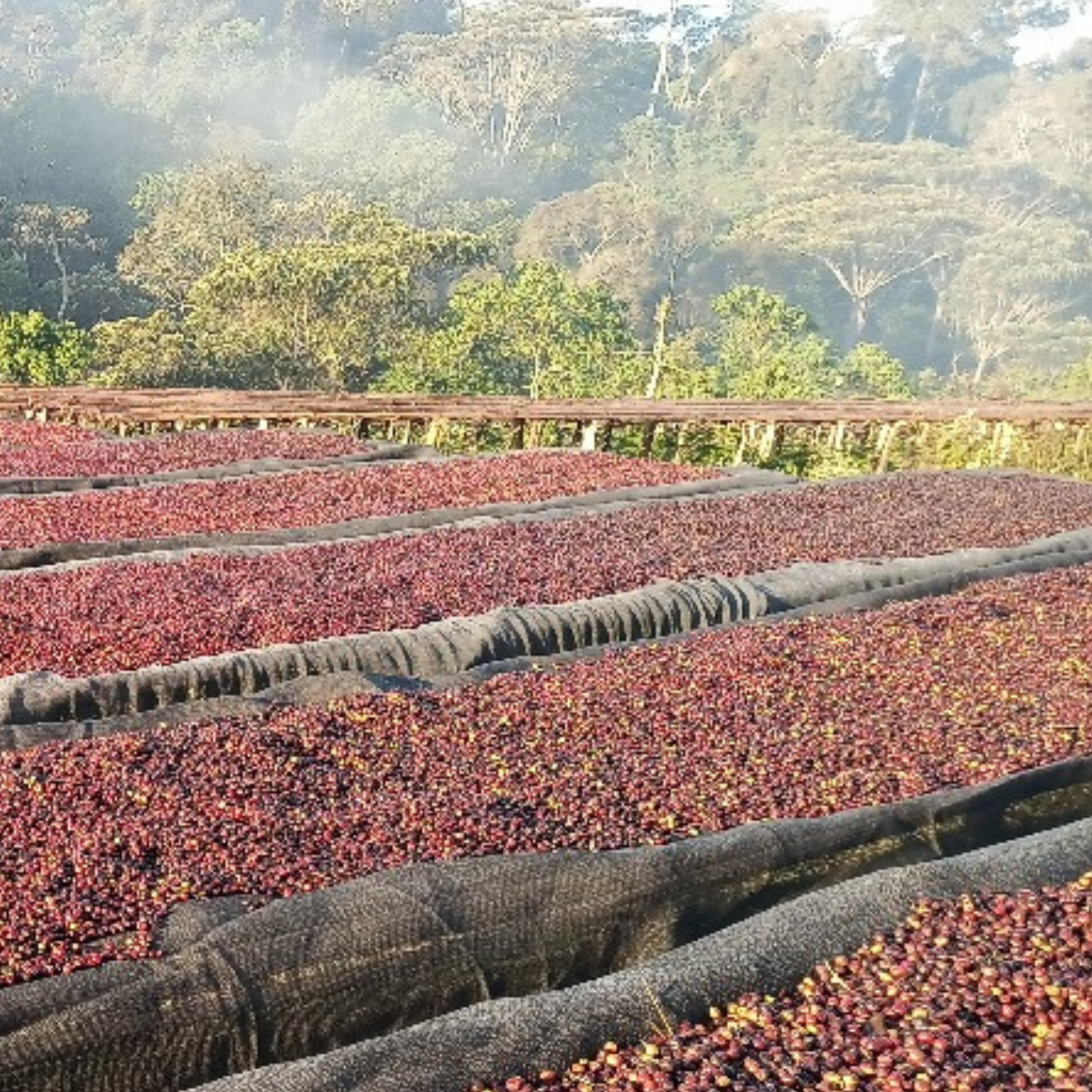 319 “哈囉哈囉”開賣!衣索比亞・耶加雪菲・哈洛貝利提處理廠 ・原生種 ・日曬・ G1