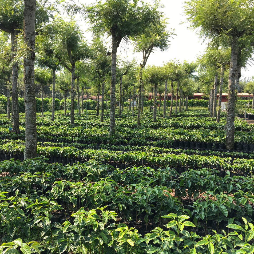 471.25卡佩提洛莊園 Capetillo Farm.帕卡瑪拉.日曬處理法.安提瓜(APCA)