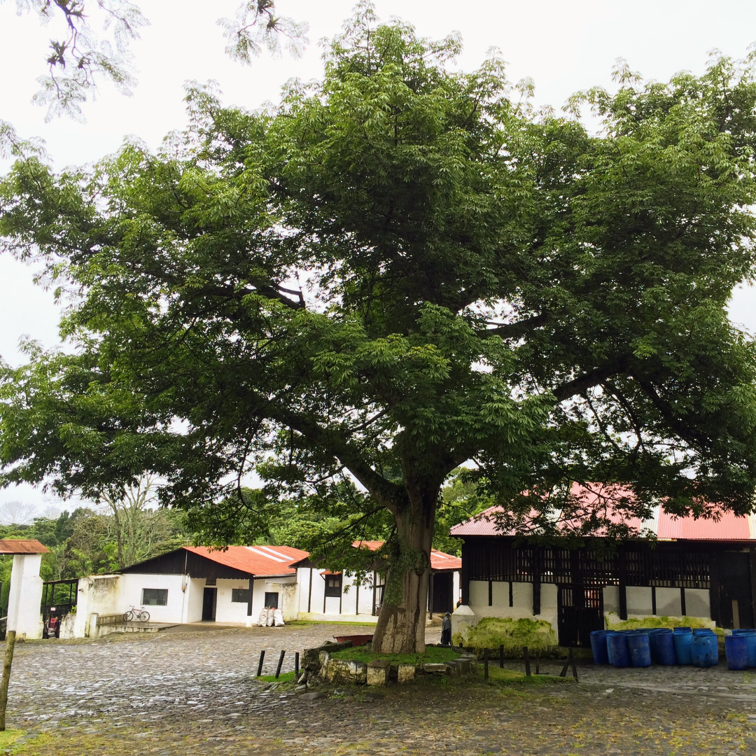 471.25卡佩提洛莊園 Capetillo Farm.帕卡瑪拉.日曬處理法.安提瓜(APCA)