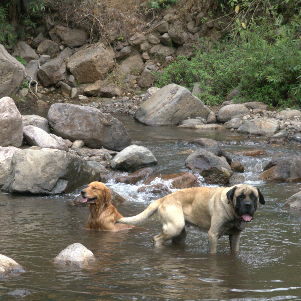 463.25 San Lorenzo Farm 綠山莊園 .卡杜拉、卡杜艾.水洗處理法.科班雨林