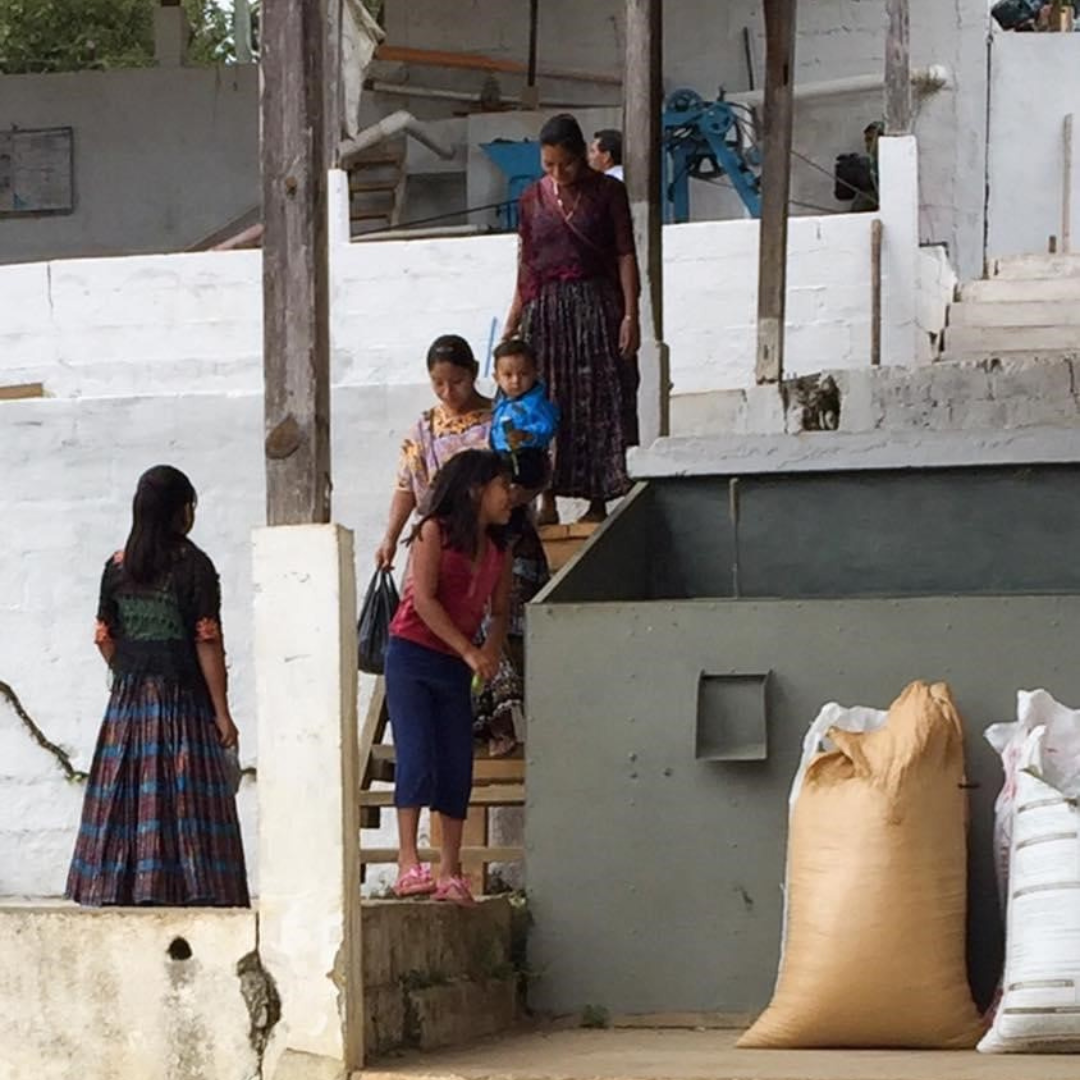 265.25 卡里布斯山莊園・藝伎・水洗處理法・拉斯米納斯寶礦山脈