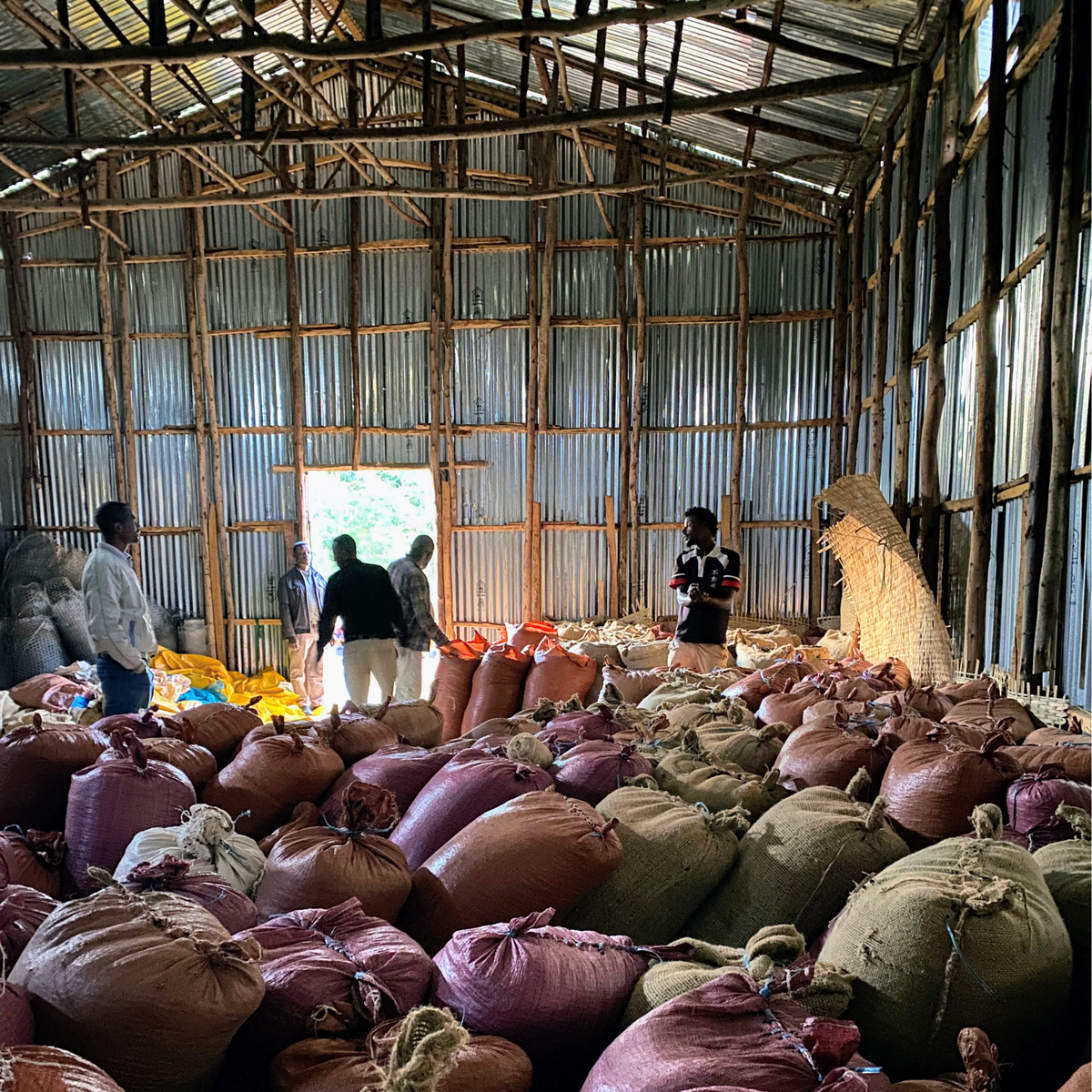 319 “哈囉哈囉”開賣!衣索比亞・耶加雪菲・哈洛貝利提處理廠 ・原生種 ・日曬・ G1