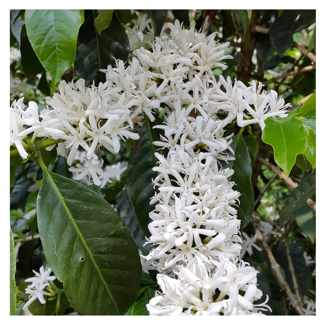 223 聖安東尼奧莊園 San Antonio Farm・波旁(Bourbon)・蜜處理・薇薇特南果