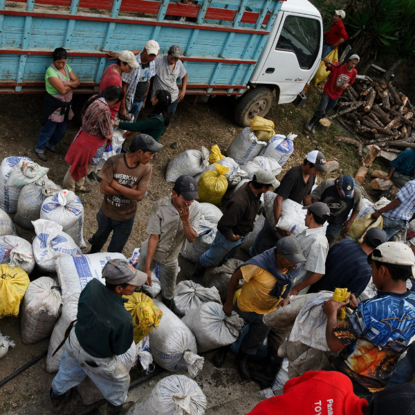 463.25 San Lorenzo Farm 綠山莊園 .卡杜拉、卡杜艾.水洗處理法.科班雨林