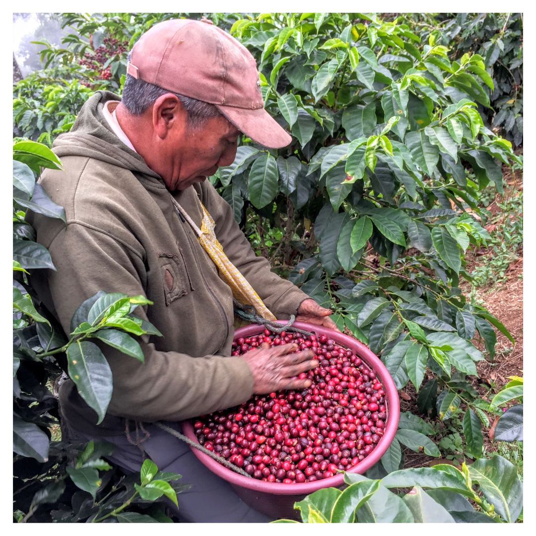 286.25 艾茵赫特莊園 El Injerto・SL28・水洗處理法・瓜地馬拉 薇薇特南果