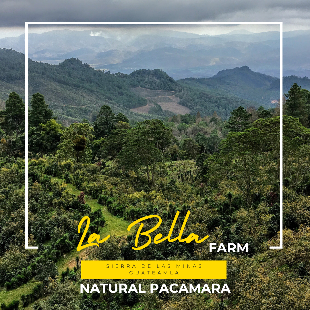 294.25 碧雅莊園 Finca La Bella・帕卡瑪拉・日曬處理法・拉斯米納斯寶礦山脈