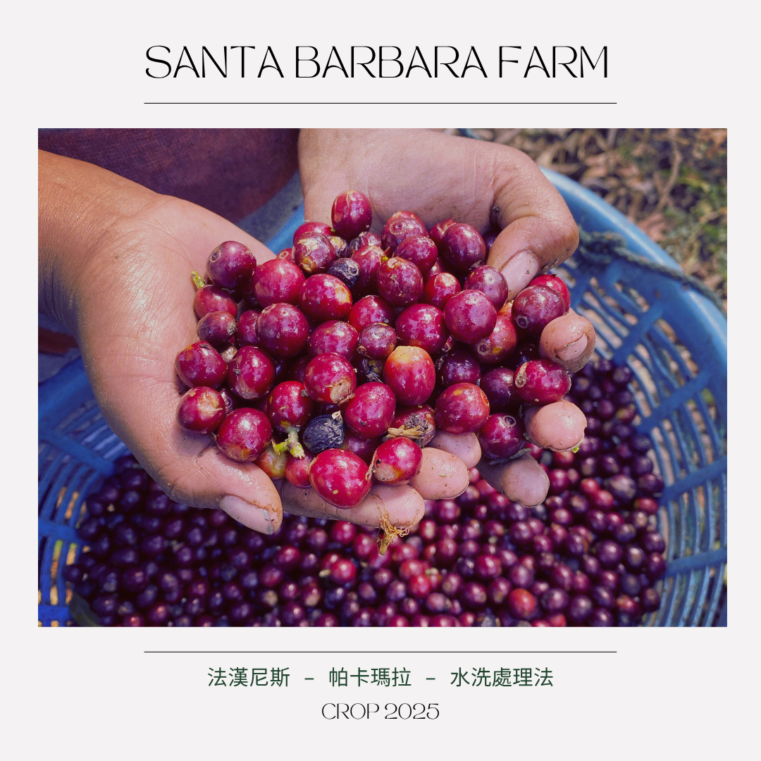 316.25 聖巴巴拉莊園Santa Barbara・帕卡瑪拉・水洗處理法・法漢尼斯