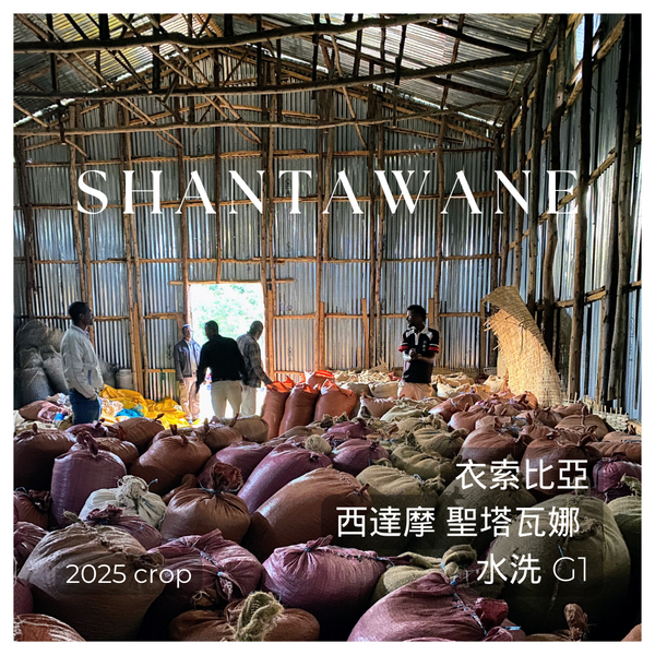 311 "黃寶石"熱賣中!衣索比亞・西達摩・聖塔瓦娜・水洗・G1