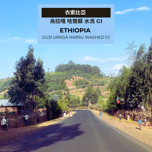 312 “古吉哈哈哈”熱賣中!衣索比亞・古吉・烏拉嘎・哈爾蘇・水洗・G1
