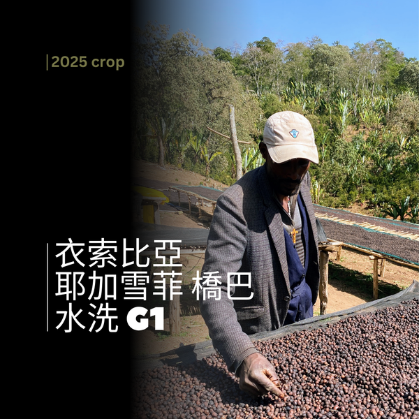 314 “耶加之露”熱賣中!衣索比亞・耶加雪菲・橋巴・水洗・G1