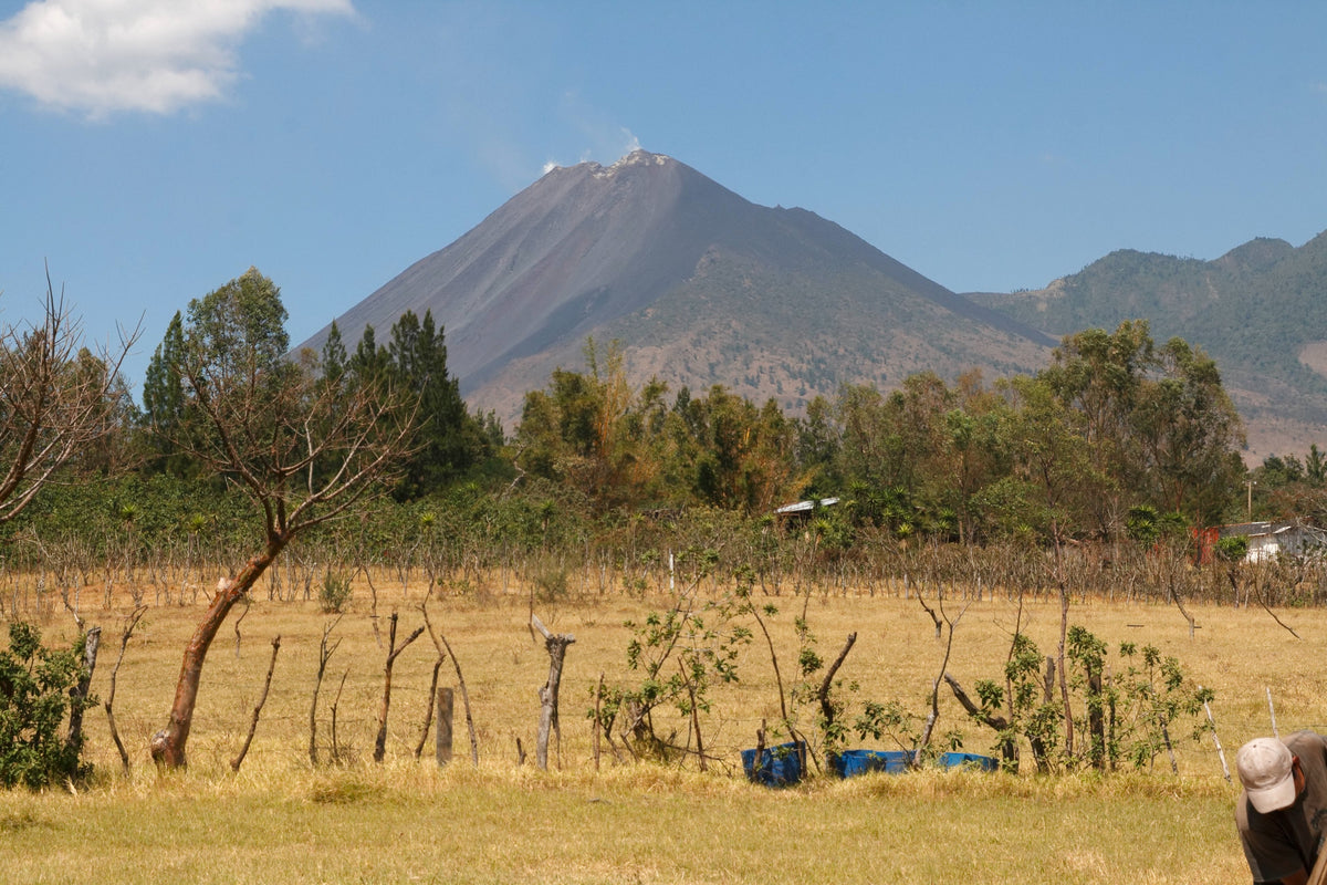 633.25 哈瓦那莊園 Rabanales.波旁.水洗處理法.法漢尼斯