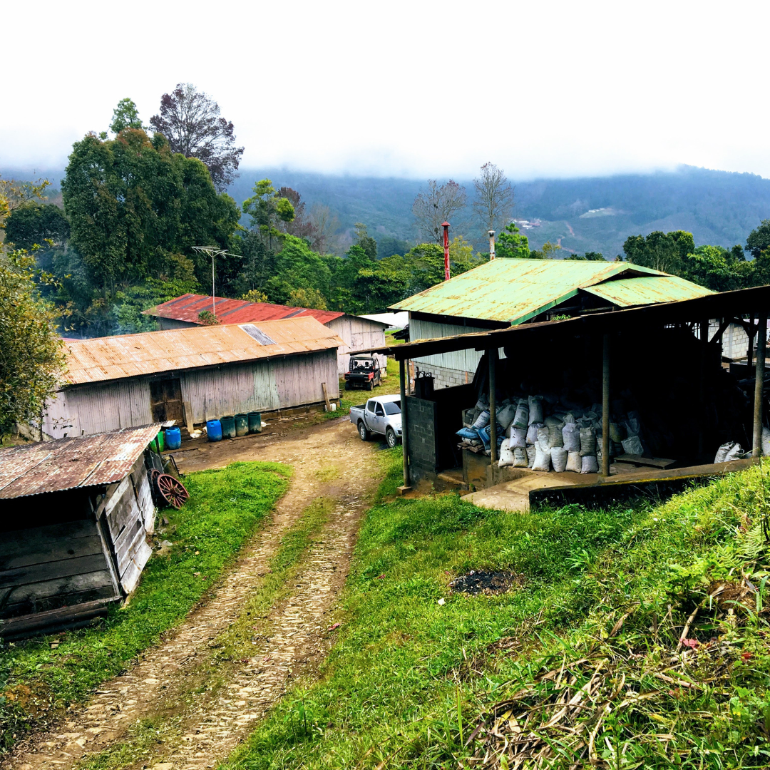 254 碧雅莊園 Finca La Bella・薇拉莎奇・日曬處理法・拉斯米納斯寶礦山脈